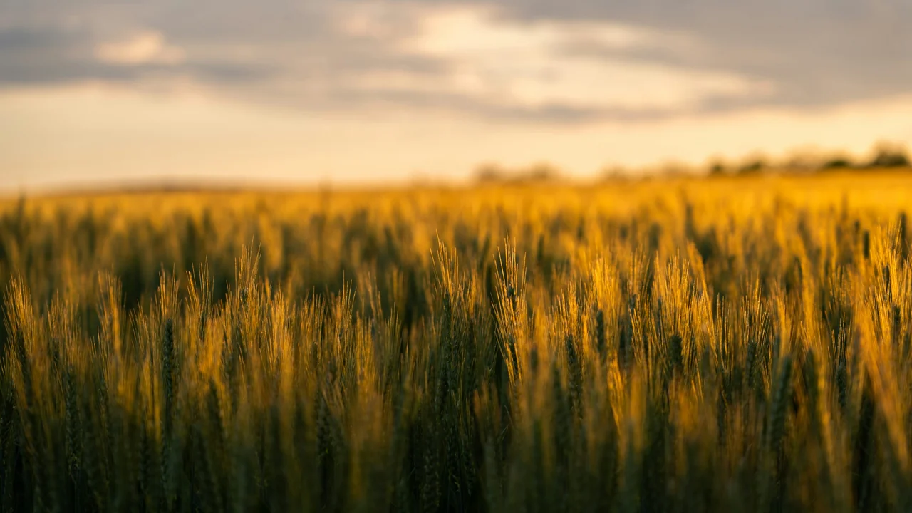 Espigas de trigo em campo ao pôr do sol